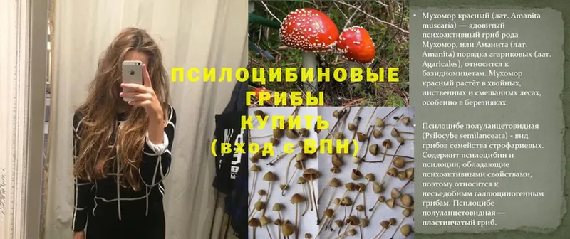 Псилоцибиновые грибы Magic Shrooms  как найти   Бологое 